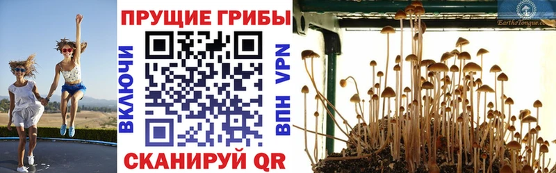 Галлюциногенные грибы GOLDEN TEACHER  Купить  Покров 